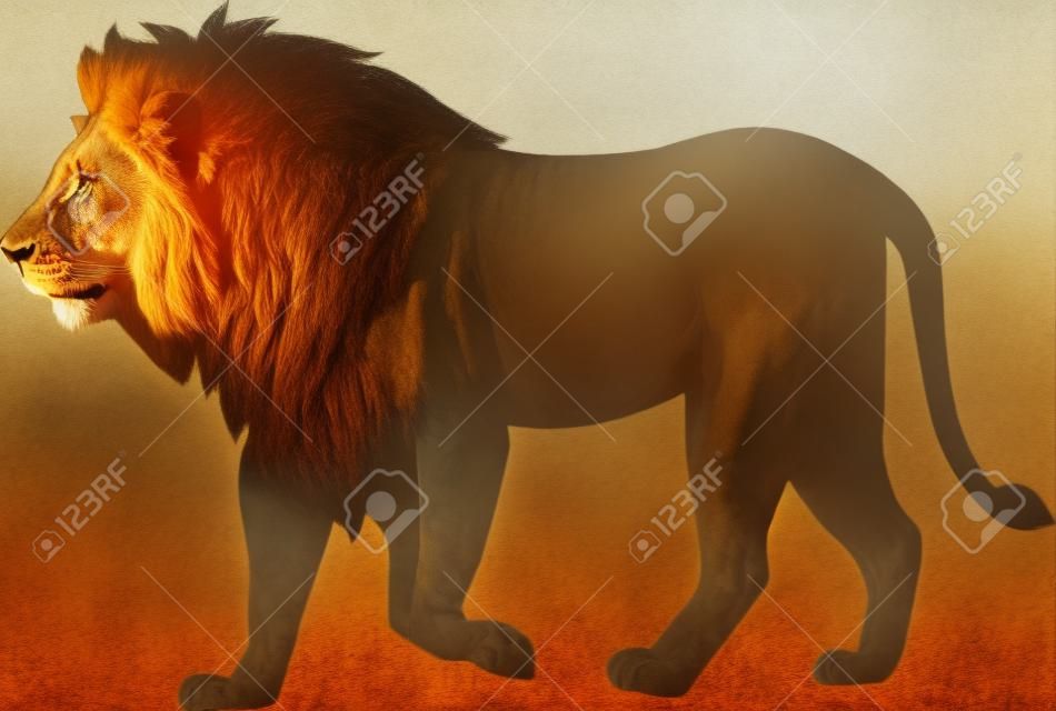 Lion marche