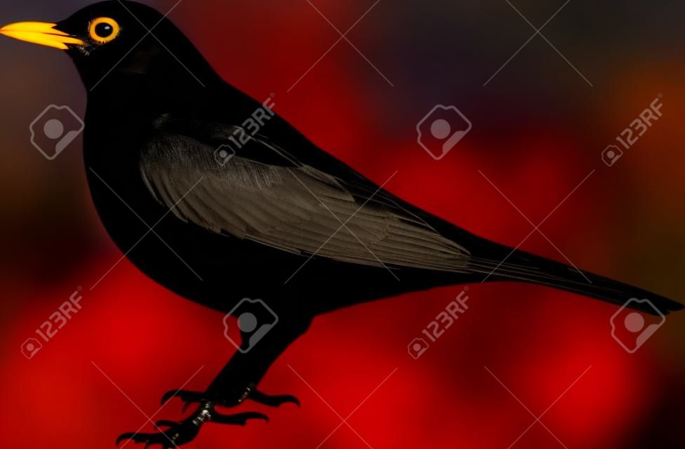 Blackbird silhouette with eye