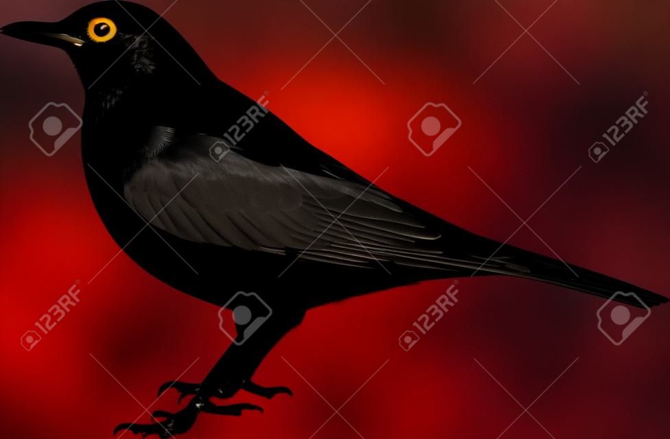 Blackbird sylwetka z oka
