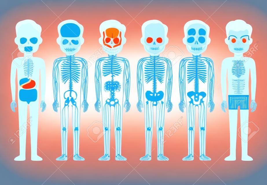İnsan vücudu anatomisi vektörü. Erkek iskelet sistemi, kas, dolaşım sistemi, sinir sistemi ve sindirim sistemi. Insan işleyen sistemi karikatür resim