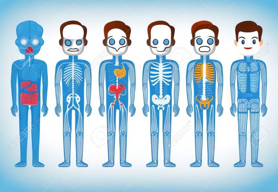 Anatomía del cuerpo humano vector. Esqueleto masculino, sistema muscular, circulatorio, nervioso y digestivo. Sistema de funcionamiento humano ilustración de dibujos animados