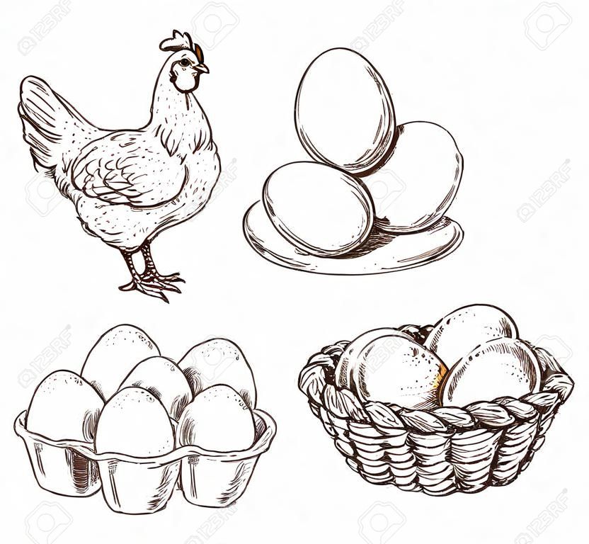 Chicken sketch. Healthy natural farm eggs. Vintage hand drawn hen bird, little chick nest. Isolated rustic products vector illustration. Hen and nest, egg farm and chicken