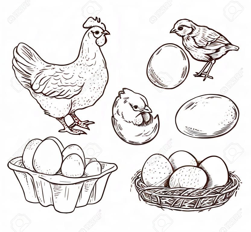Chicken sketch. Healthy natural farm eggs. Vintage hand drawn hen bird, little chick nest. Isolated rustic products vector illustration. Hen and nest, egg farm and chicken
