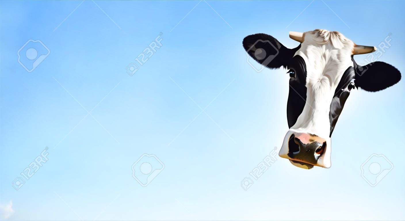 Vaca sorridente louca com língua olhando para uma câmera no fundo azul claro com copyspace
