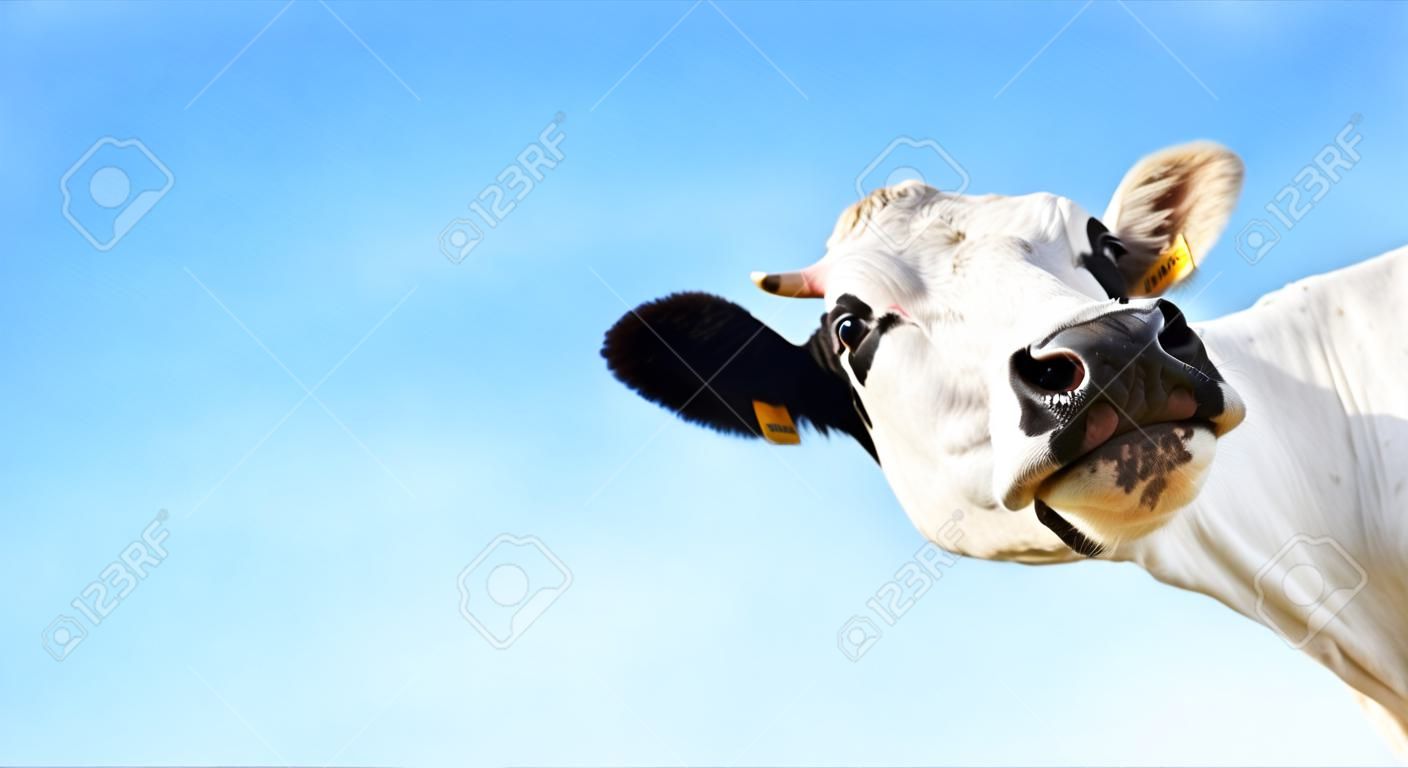 Crazy Cow souriant avec la langue à la recherche d'un appareil photo sur fond bleu clair avec copyspace