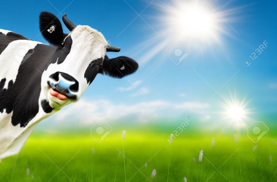 Mucca divertente su un prato verde in cerca di una macchina fotografica con le Alpi sullo sfondo