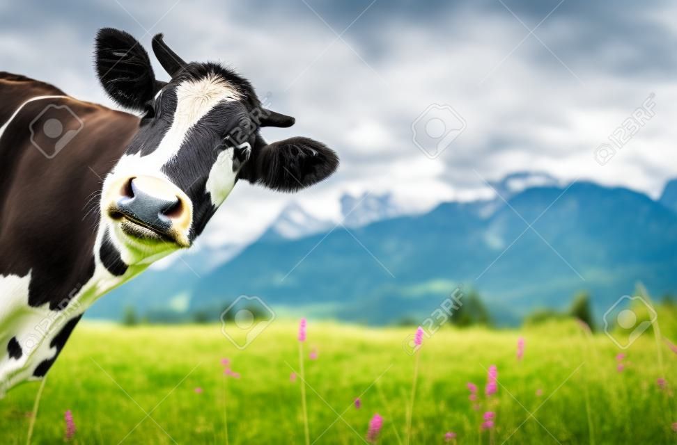 Mucca divertente su un prato verde in cerca di una macchina fotografica con le Alpi sullo sfondo