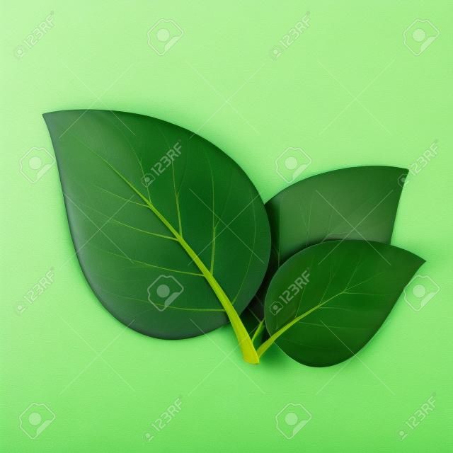 Trois feuilles vertes sur fond blanc
