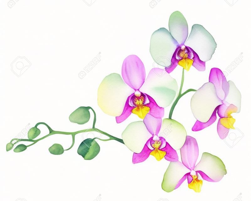 Egységes orchidea elszigetelt fehér háttér akvarell