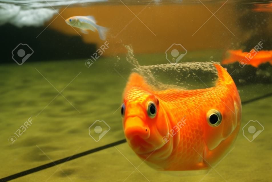 goldfish jumping out of the water 