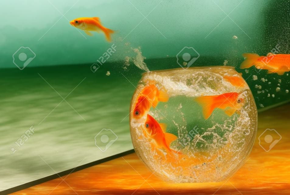 pez de colores saltando fuera del agua