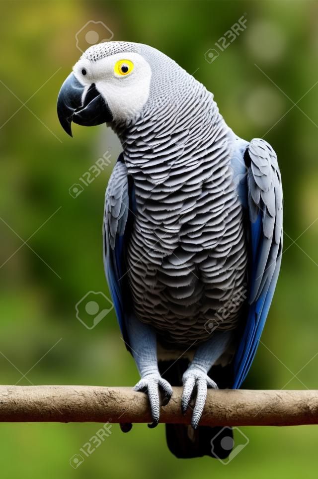 아프리카 회색 앵무새