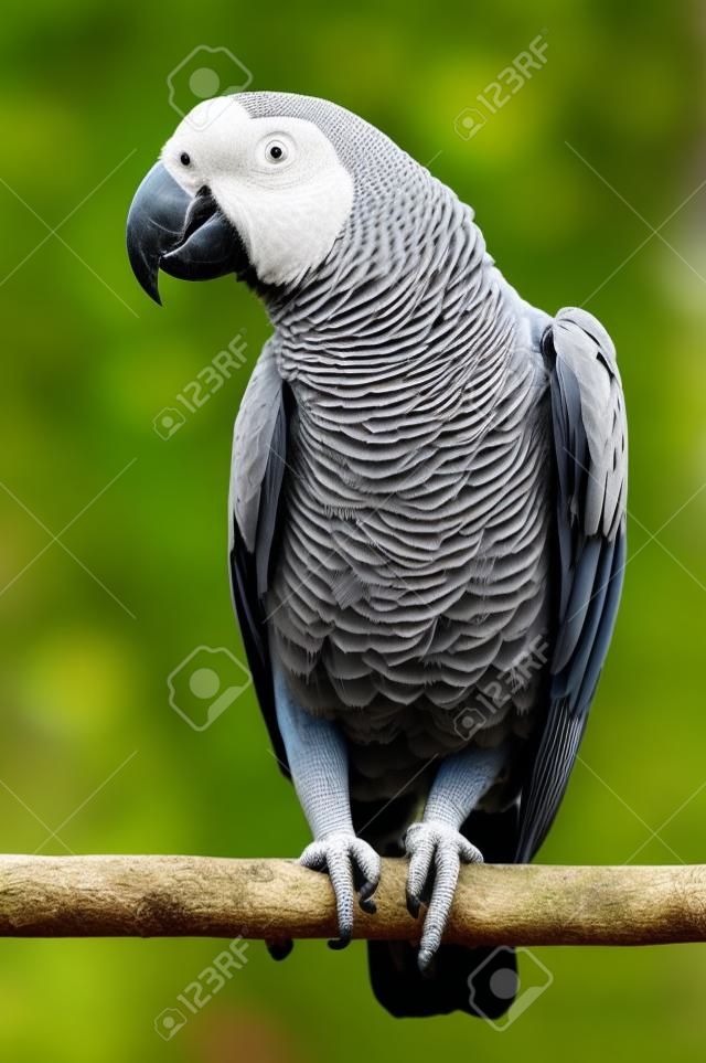 Papagaio cinzento africano