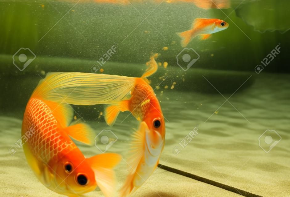 Peixes dourados pulando para fora da água