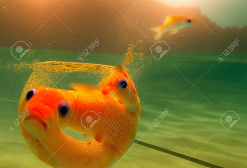 水の外に飛び出す金魚