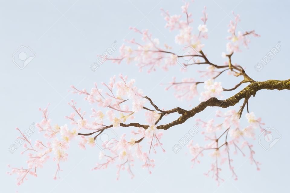 Ramo di un albero di ciliegio in fiore isolato su uno sfondo bianco