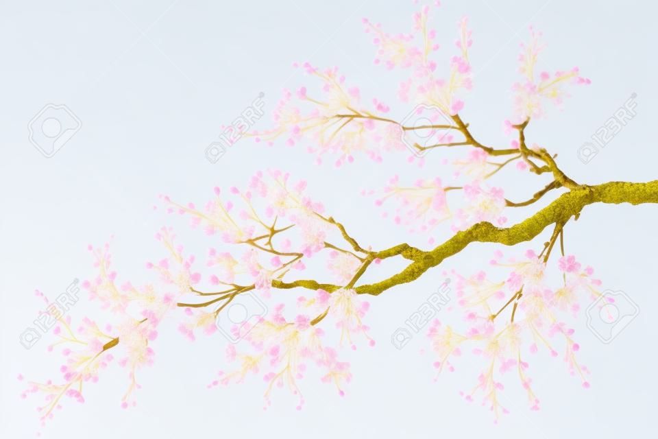 白色背景下盛开的樱花树的枝