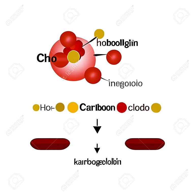 Karbogemoglobin. La hemoglobina transporta el dióxido de carbono. Infografía. Ilustración del vector en el fondo aislado.