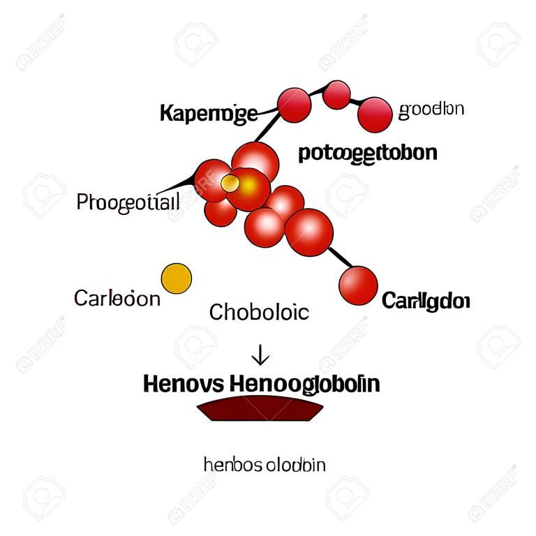 Karbogemoglobin. Hemoglobina przenosi dwutlenek węgla. Infografiki. Ilustracji wektorowych na białym tle.