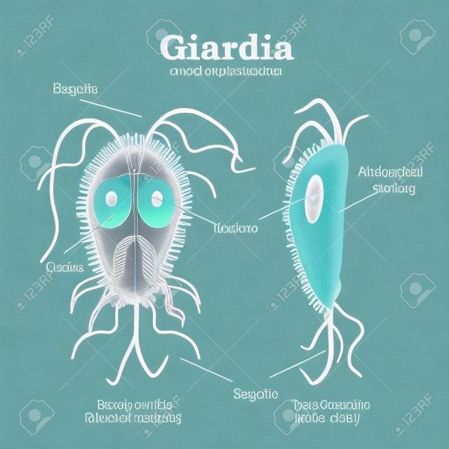 The structure of Giardia. illustration on isolated background.