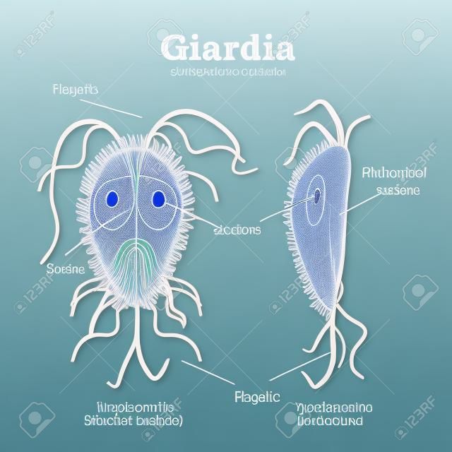 The structure of Giardia. illustration on isolated background.