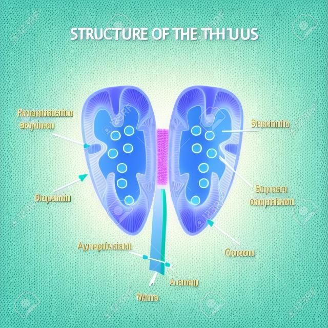Structure of the thymus. The thymus gland. Infographics Vector illustration
