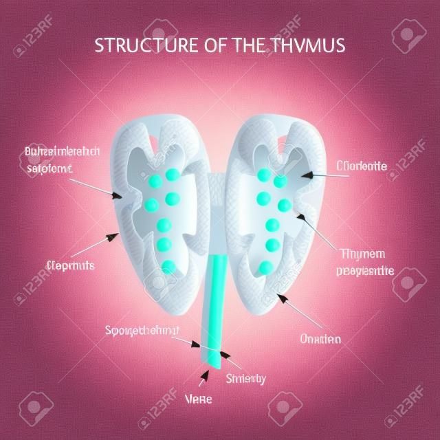 Structure of the thymus. The thymus gland. Infographics Vector illustration