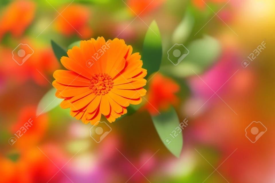 Beautiful flower background. Calendula officinalis, bright orange medicinal herb in summer garden.