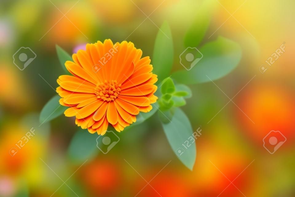 Beautiful flower background. Calendula officinalis, bright orange medicinal herb in summer garden.