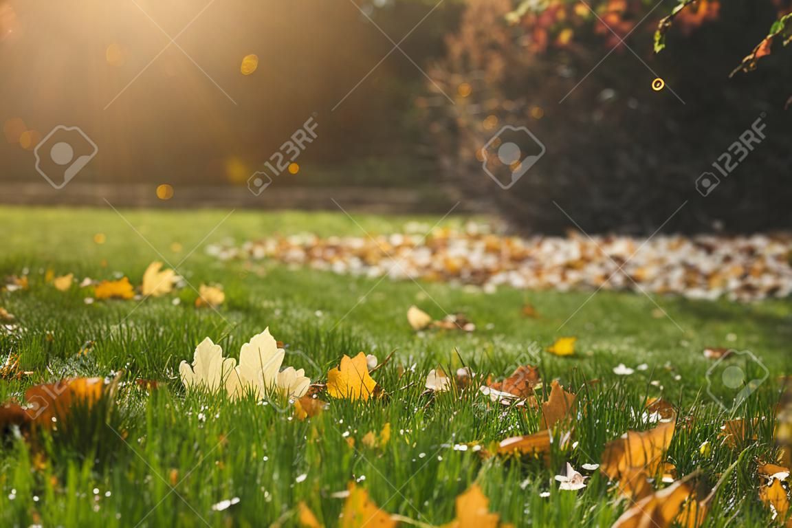 Gouden gevallen herfst bladeren op groen gras in zonnige ochtend licht, selectieve focus