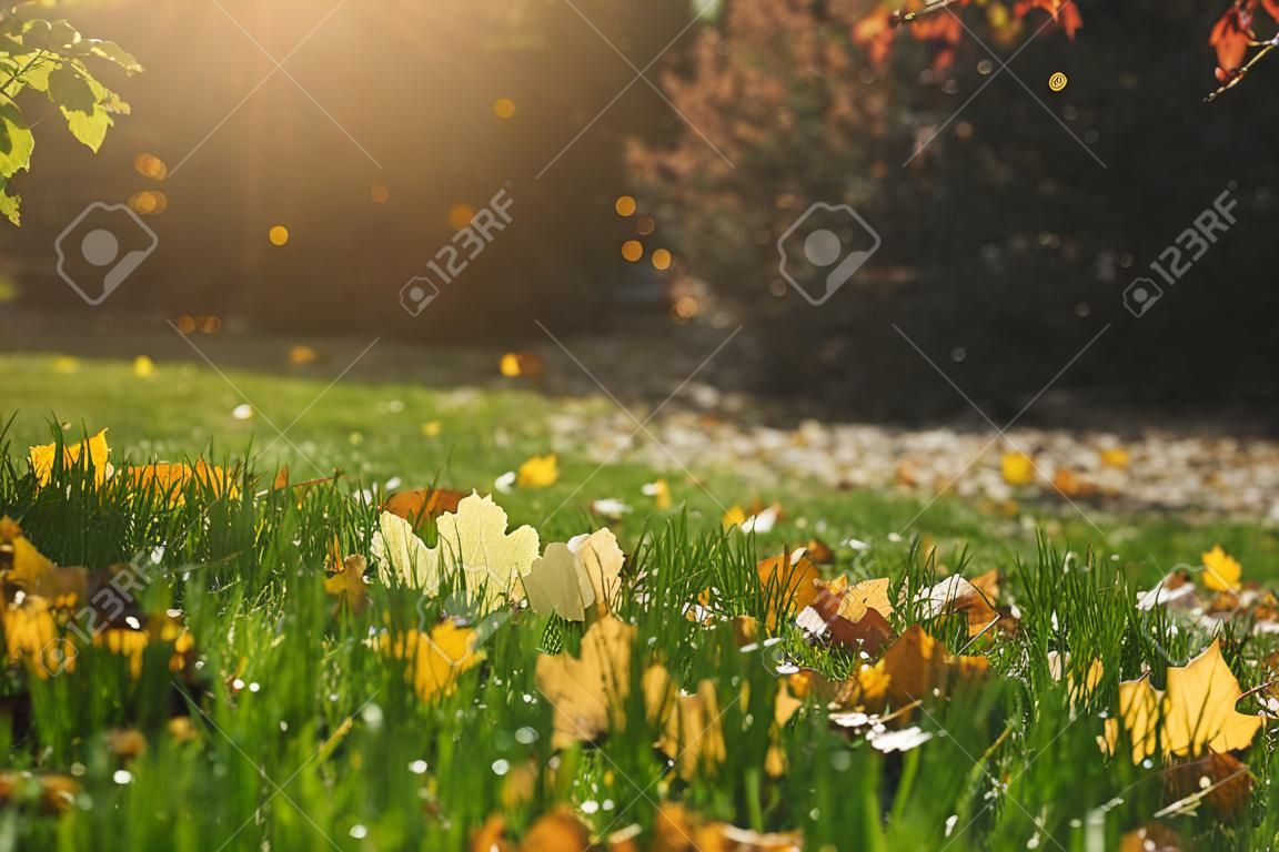 Gouden gevallen herfst bladeren op groen gras in zonnige ochtend licht, selectieve focus