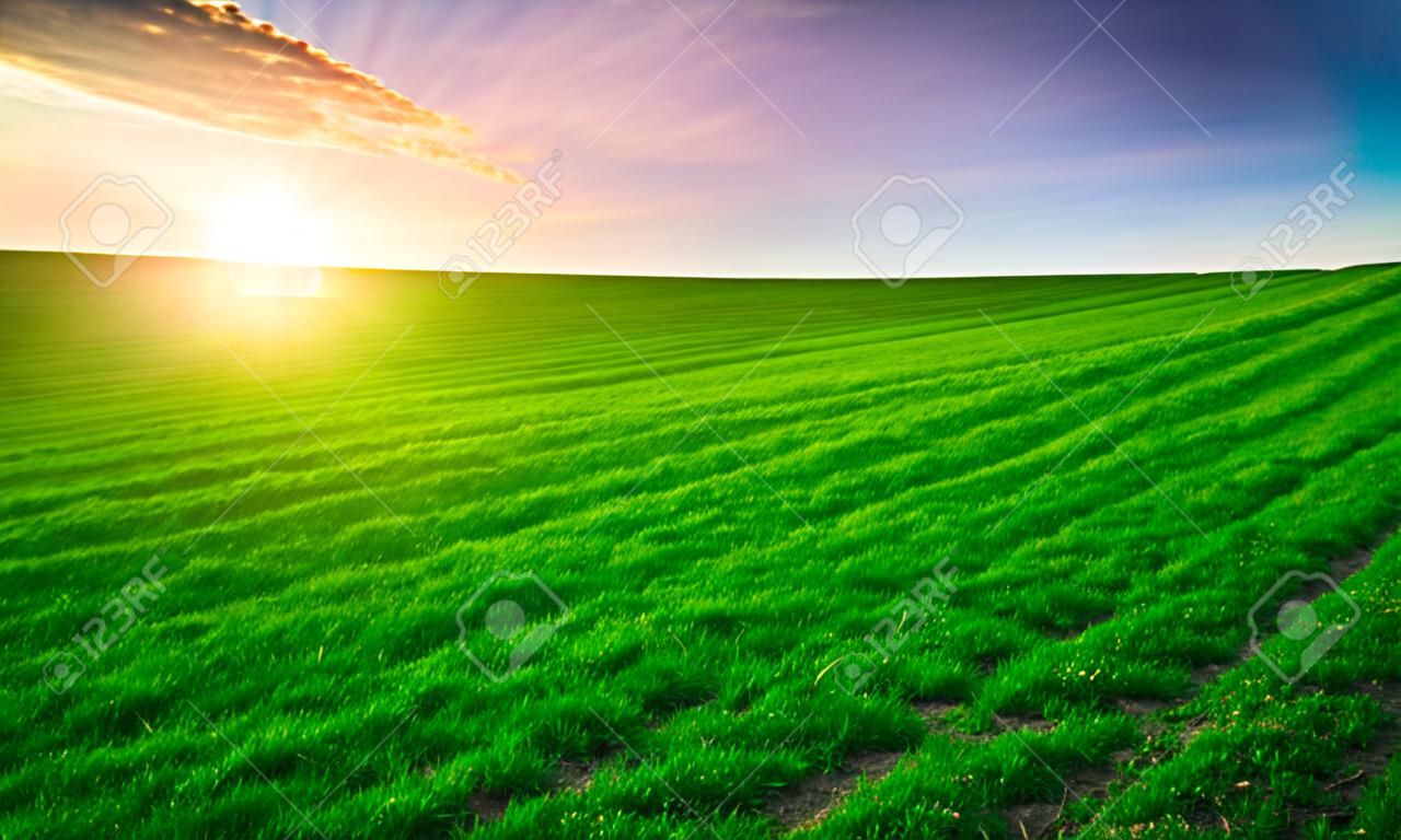 Sunset over young green cereal field in early summer
