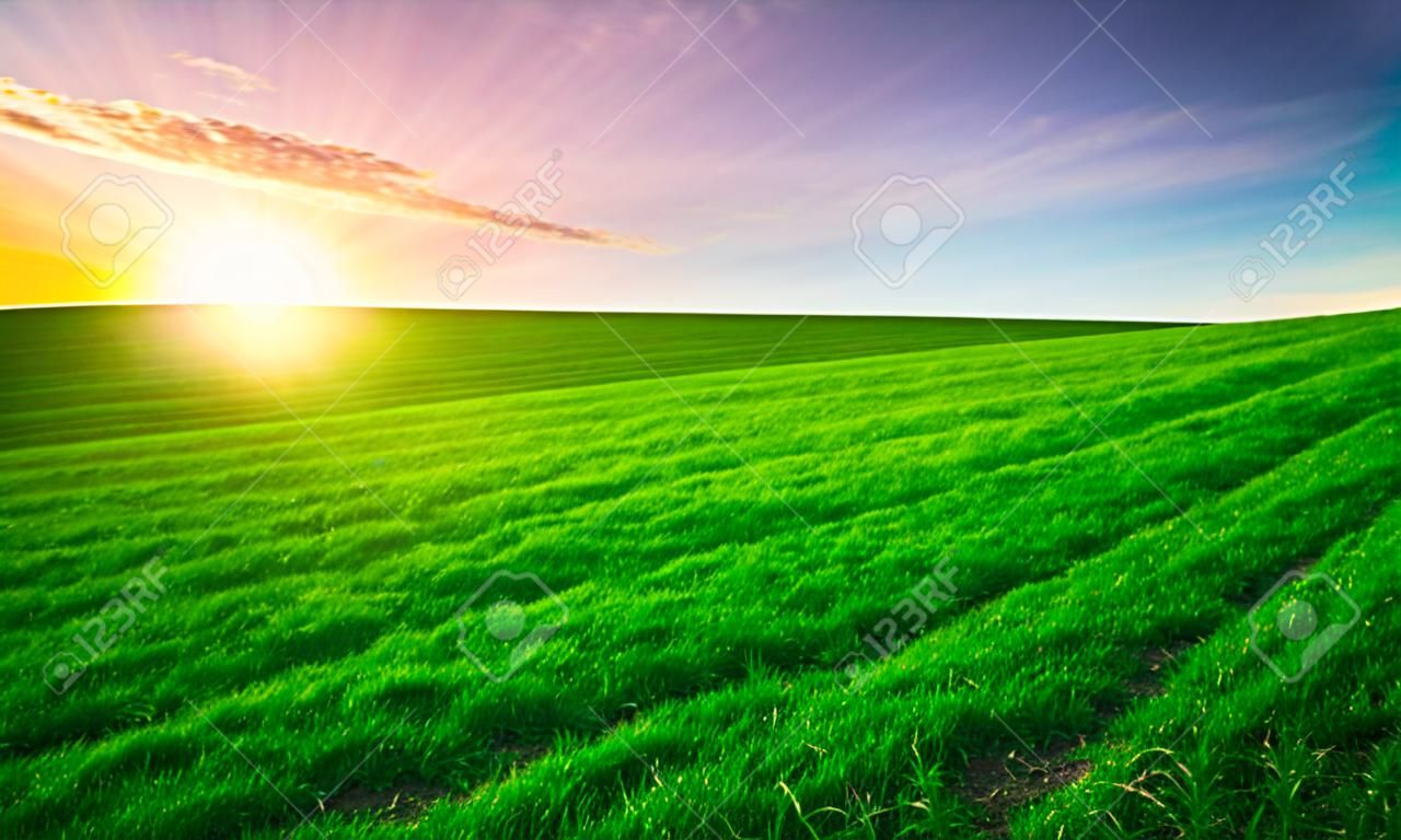 Sunset over young green cereal field in early summer