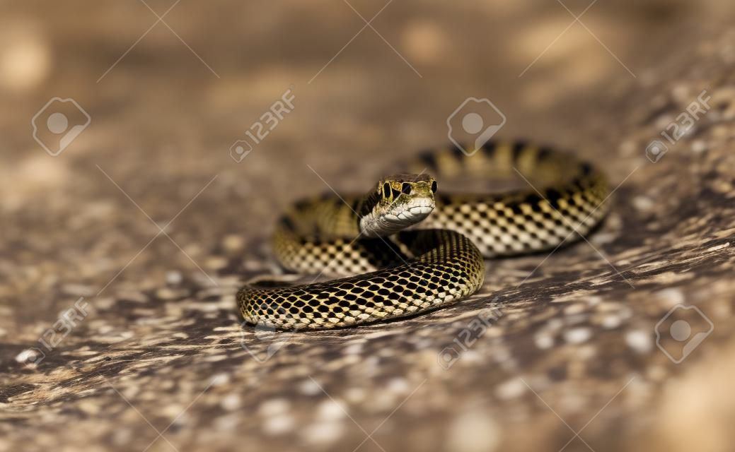 Adder (Vipera Berus) tomando sol na estrada de areia. Serpente perigosa.