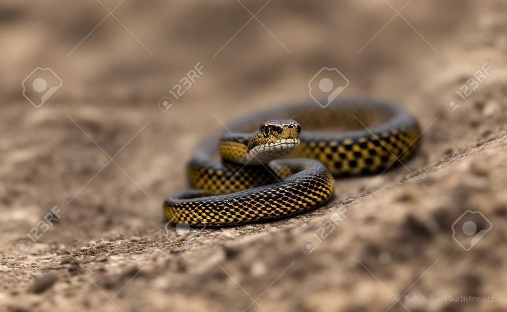 Adder (Vipera Berus) tomando sol na estrada de areia. Serpente perigosa.