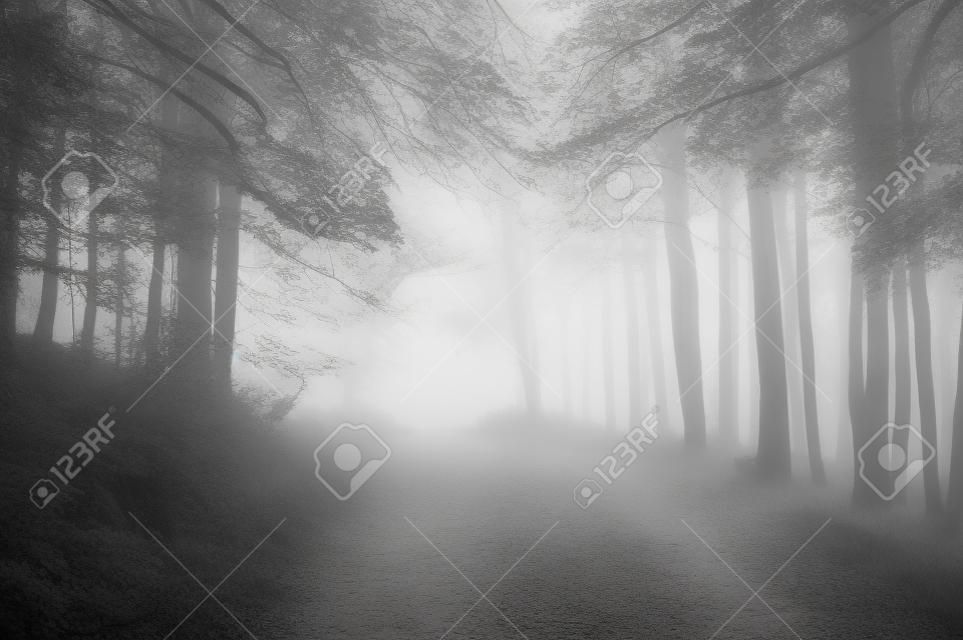 path in foggy forest on black and white