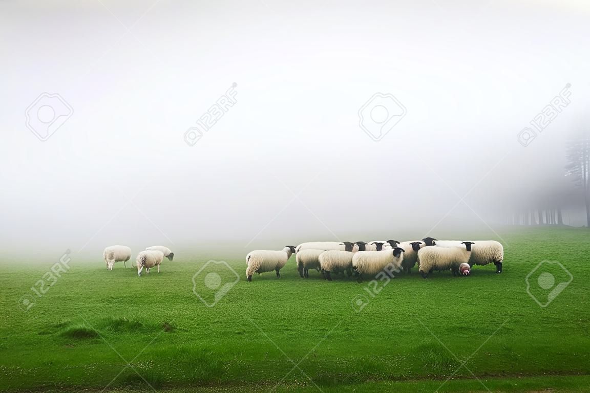 flock of sheep grazing on foggy day