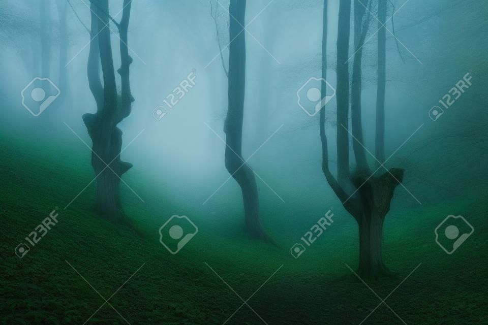 forêt fantasmagorique vintage avec brouillard