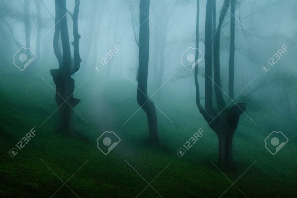 forêt fantasmagorique vintage avec brouillard