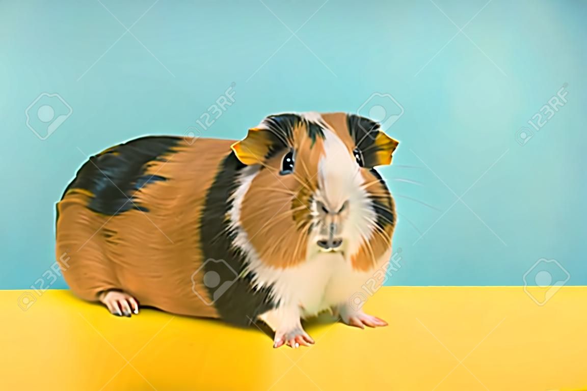 Pretty multi colored guinea pig looking at the camera on a yellow and blue background