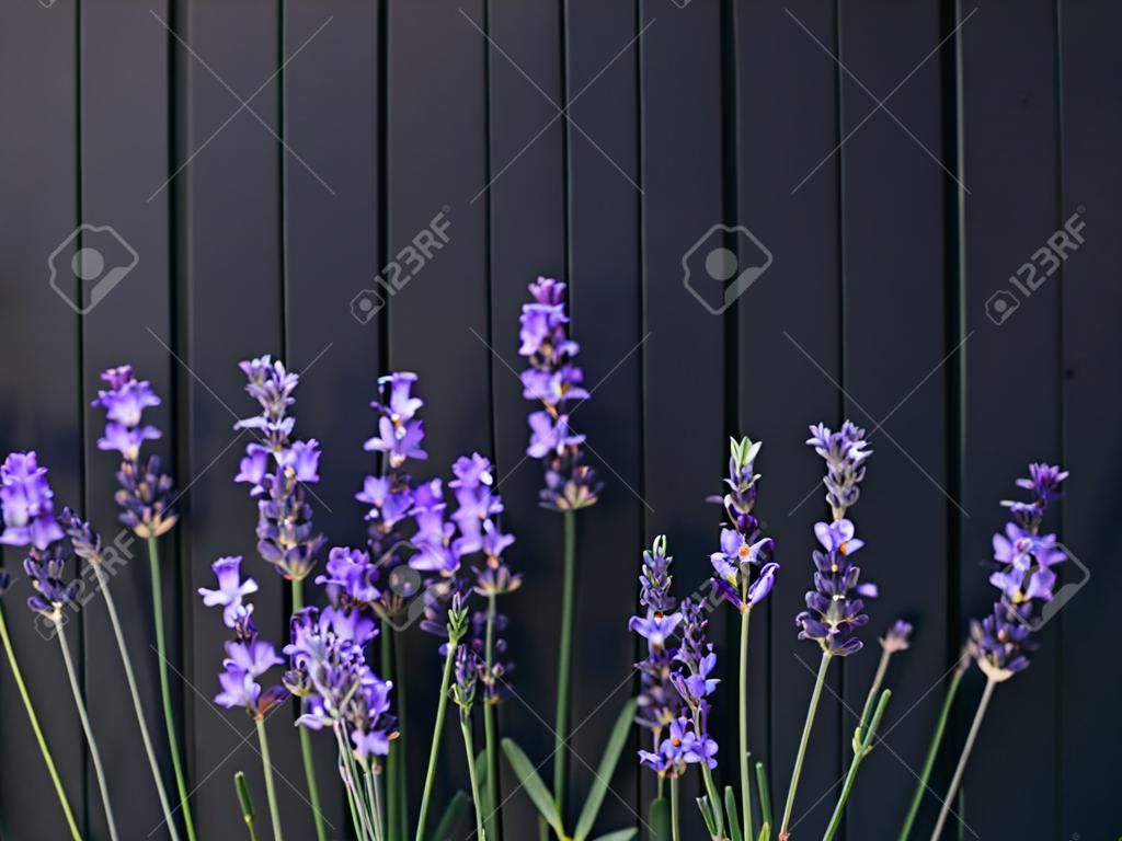 Lavender flowers on black wooden background. Home decor