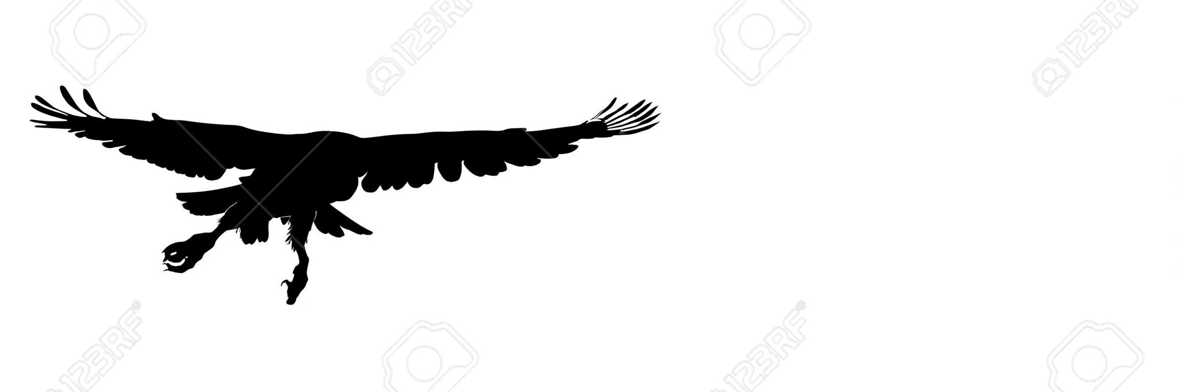 Uccelli neri della siluetta isolati su priorità bassa bianca. Falco, falco, aquila o orel. Un grande predatore si libra nell'aria. Icona clipart, elemento grafico semplice per il design. Illustrazione vettoriale Eps 10.