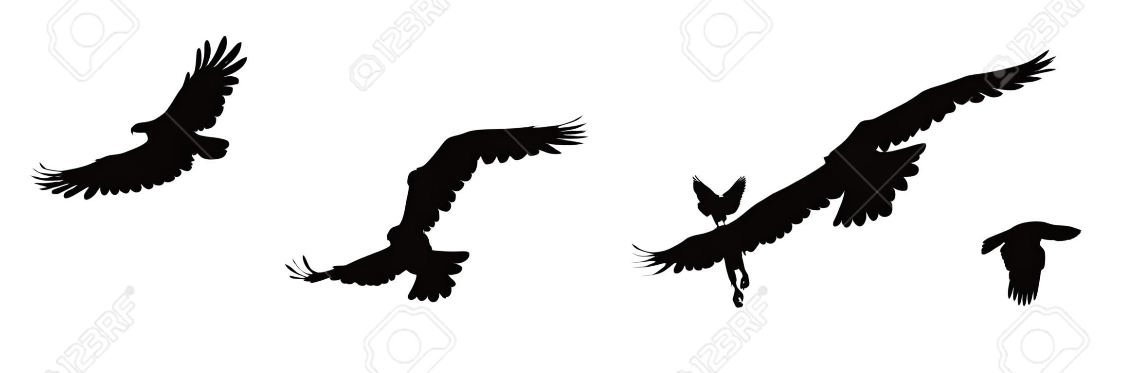 Uccelli neri della siluetta isolati su priorità bassa bianca. Falco, falco, aquila o orel. Un grande predatore si libra nell'aria. Icona clipart, elemento grafico semplice per il design. Illustrazione vettoriale Eps 10.