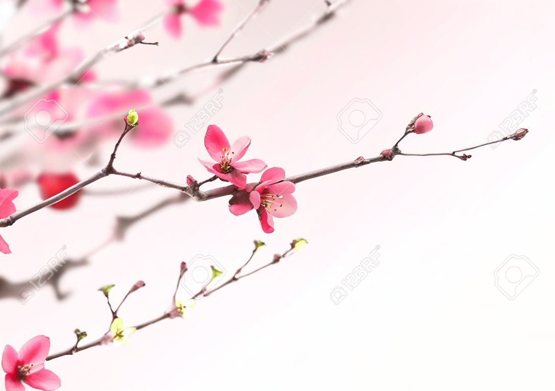 Belas flores de cerejeira rosa