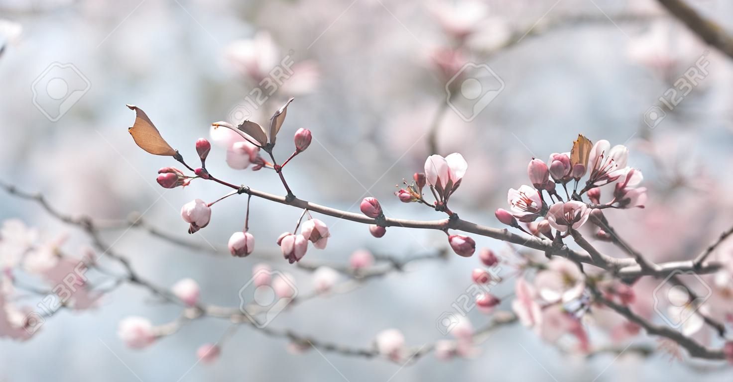 Primo piano del fiore in fiore pastello primaverile nel frutteto. Ramo di albero di fiori di ciliegio a macroistruzione. Bellissimo giardino giapponese idilliaco. Disegno di sfondo della carta da parati di Pasqua.
