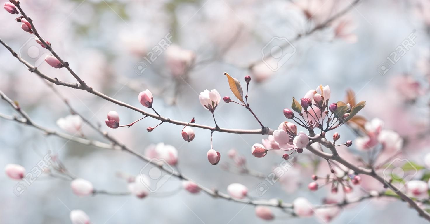 Primo piano del fiore in fiore pastello primaverile nel frutteto. Ramo di albero di fiori di ciliegio a macroistruzione. Bellissimo giardino giapponese idilliaco. Disegno di sfondo della carta da parati di Pasqua.