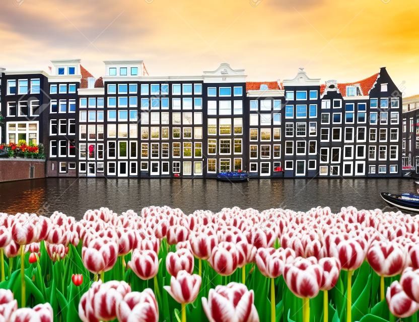 Tradycyjna architektura amsterdamu i wiosenne tulipany na kanale damrak, holandia