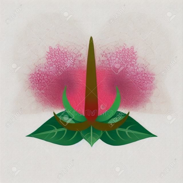 Beautiful amaranth flower vector illustration isolated on white background.