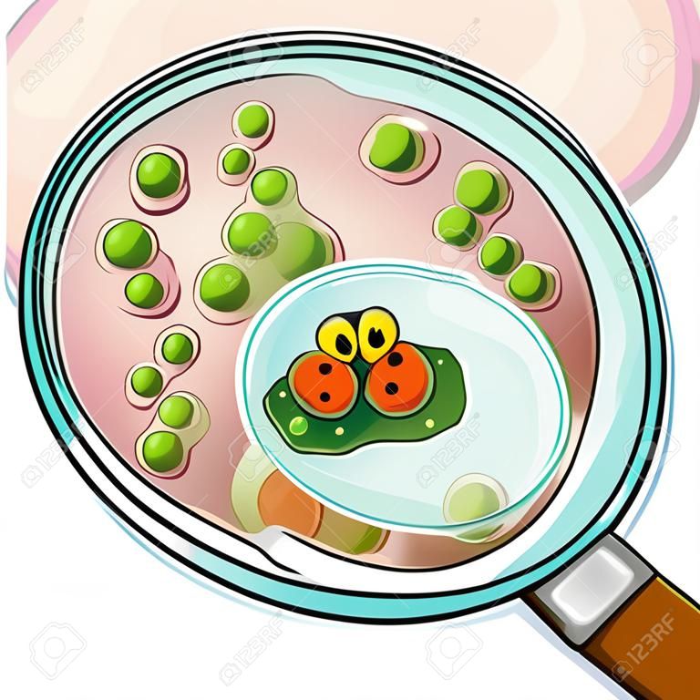 Petri placa con agar y los gérmenes a través de lupa