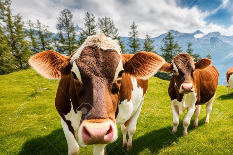 Brown-Swiss-Kühe auf der Alm in der Schweiz